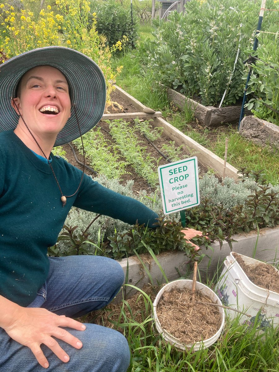 AgrarianSharing's tweet photo. Always lovely, the meeting of fellowship and the deep agrarian. A day of procession through four homesteads, knit together in generative, biocultural participation in the 100% volunteer-driven Agrarian Sharing Network Seed Increase Initiative. https://t.co/hKVWI2amwK