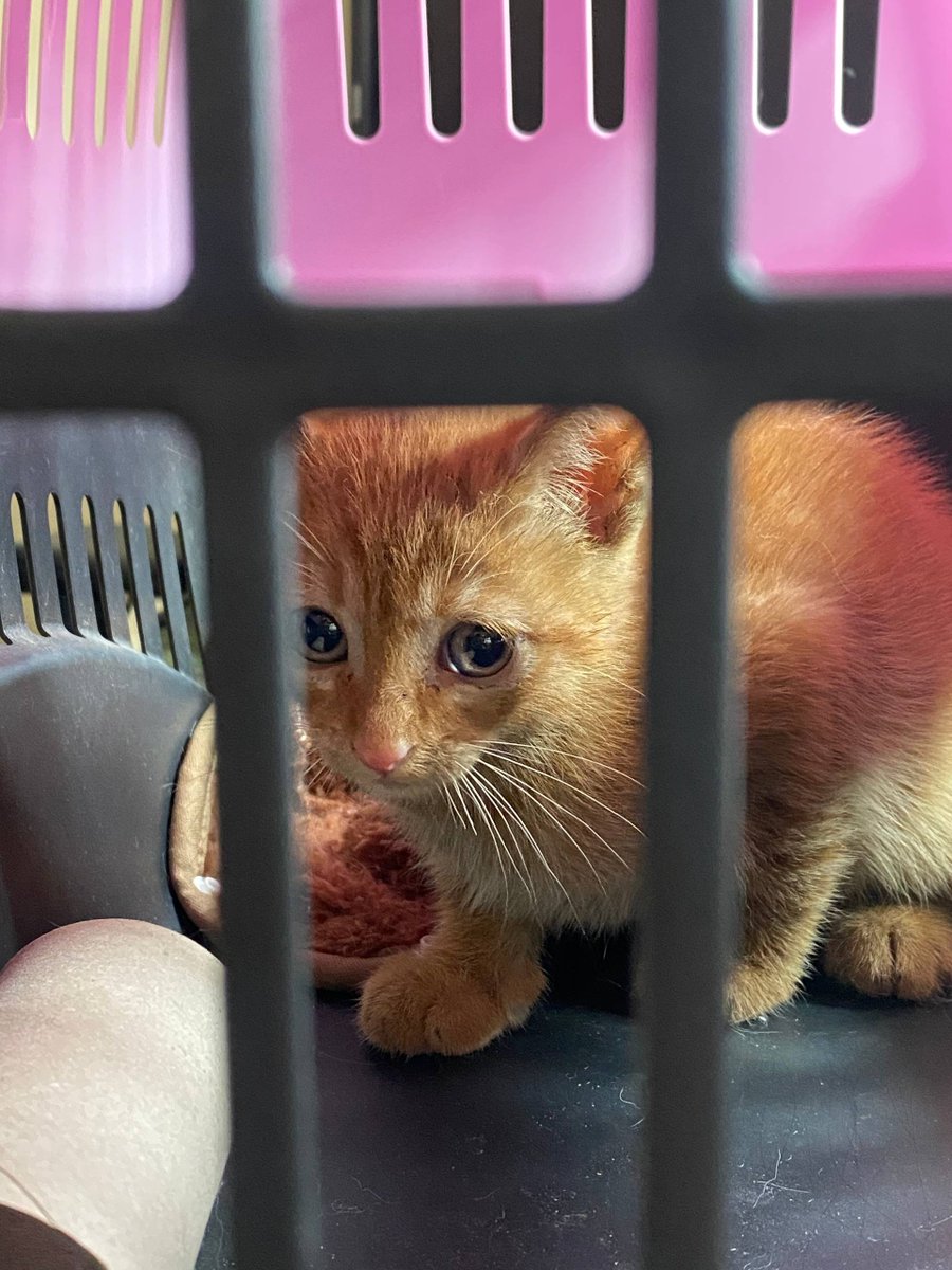 ❀ * 𝓜𝓲𝓻𝓲 ⋆.˚ ☾⭒ tweet media