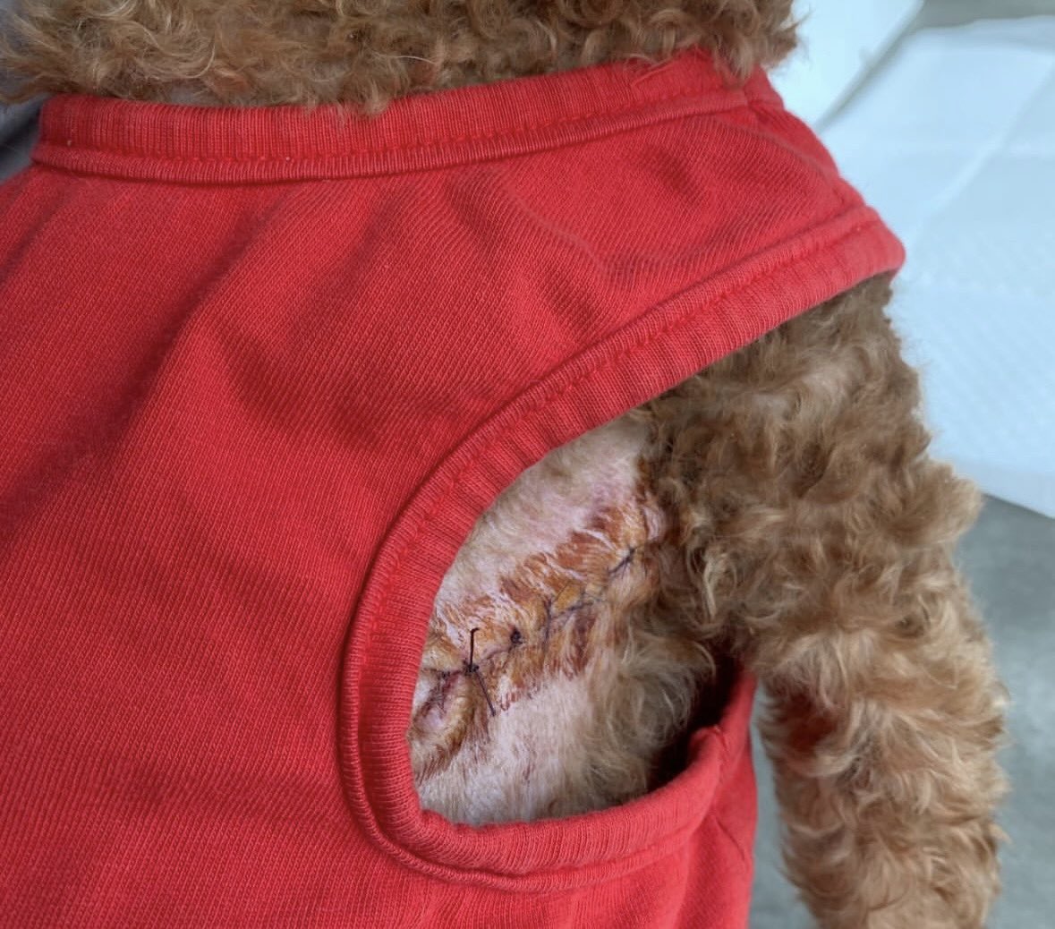 하남보호소에도 어깨죽지 찢어진 노견 푸들이 들어와있는데
그냥 카더라 말로는 인식칩 빼려고 찢은거 아니냐 이런 말도 있었어서 …
마음 찢어짐
만약 저게 정말 사실이라면 인간말살할거임 ㅠㅠㅠ

instagram.com/p/DWhwIIJgSUM