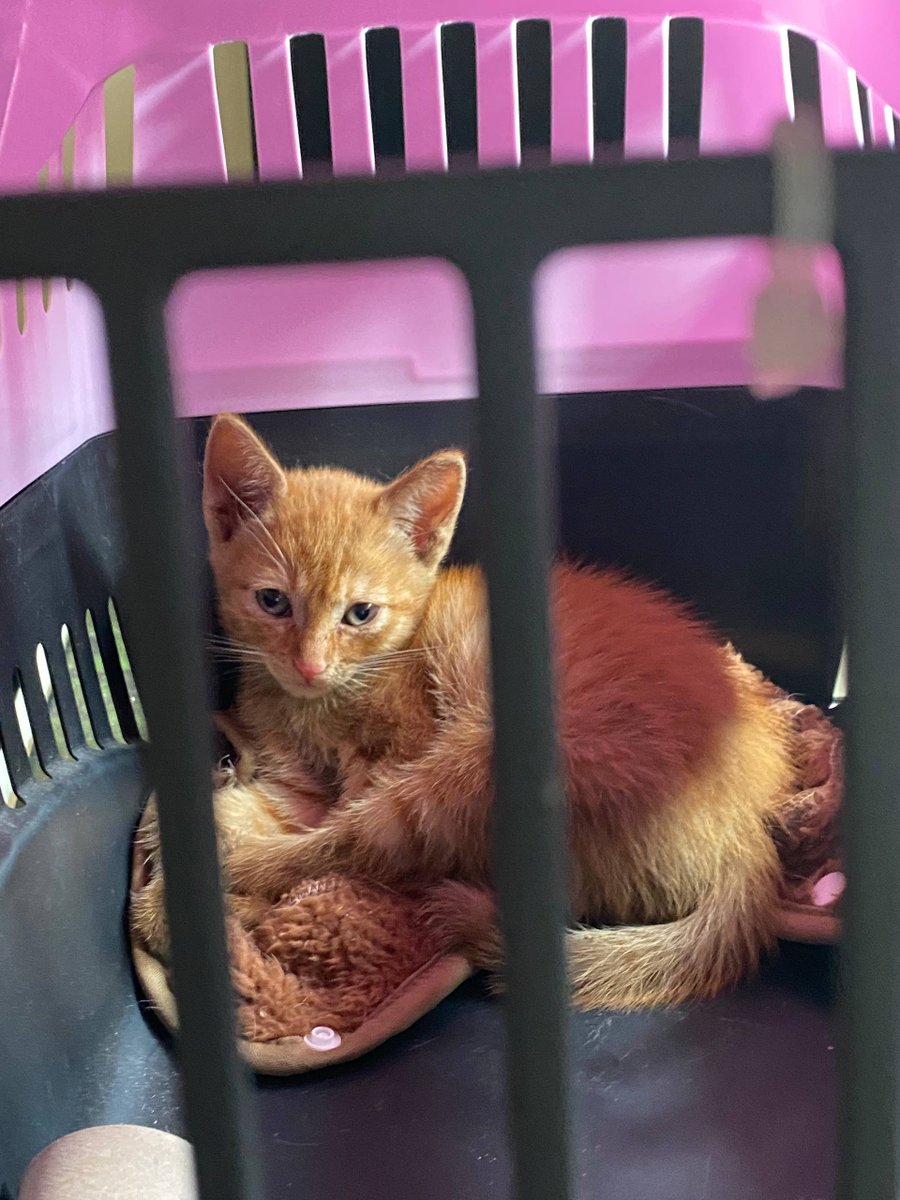 ❀ * 𝓜𝓲𝓻𝓲 ⋆.˚ ☾⭒ tweet media