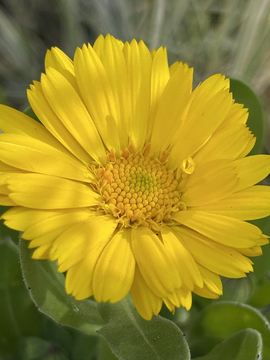 Vixyl's tweet image. The sunshine has arrived and so has this Calendula 💛

#flowers #gardening