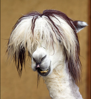 Pessonasquisita tweet media