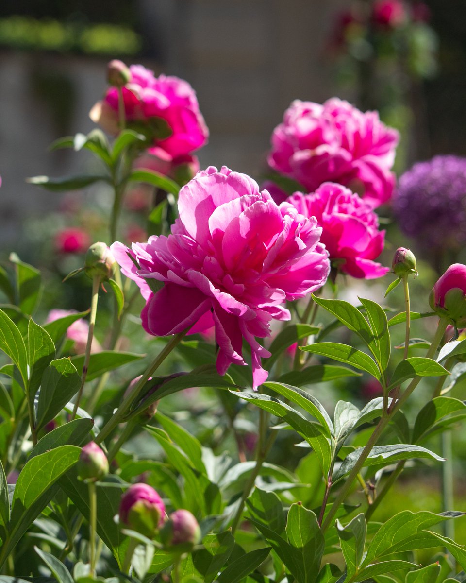 È una #rosa senza spine, la peonia.
Secondo il mito, Peone guarì Ade grazie ai poteri della pianta. Invidioso del suo talento, Asclepio tentò di ucciderlo, ma Zeus lo salvò trasformandolo nel fiore di #peonia: simbolo eterno di virtù, guarigione e #bellezza.