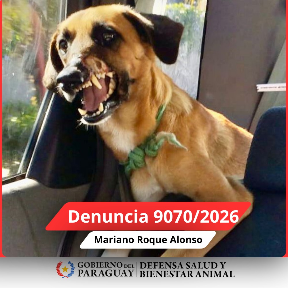 Dirección Nacional de Defensa Animal tweet media