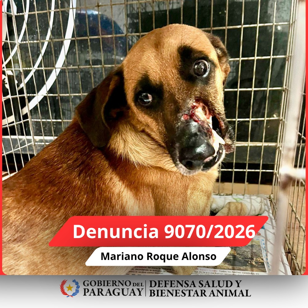 Dirección Nacional de Defensa Animal tweet media