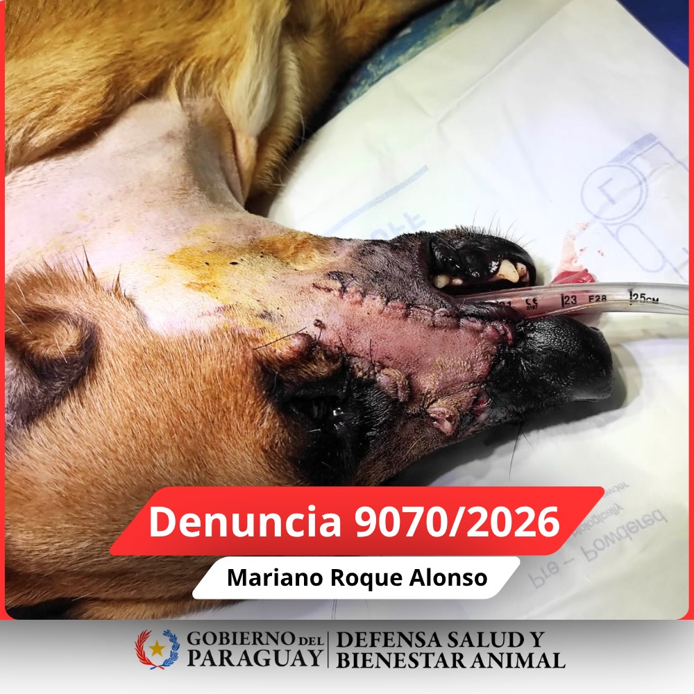 Dirección Nacional de Defensa Animal tweet media
