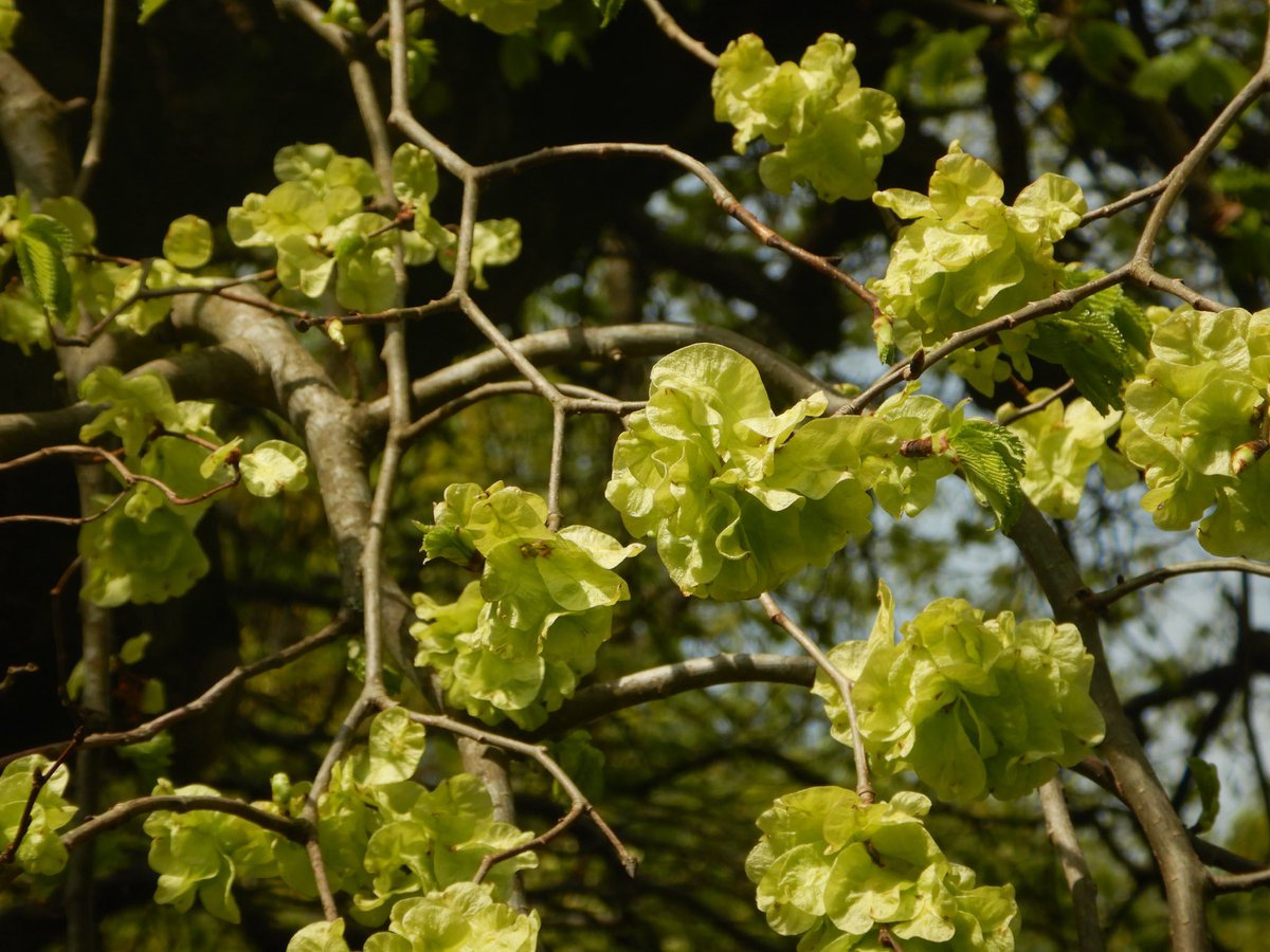 두마출 tweet media