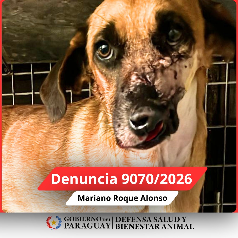 Dirección Nacional de Defensa Animal tweet media