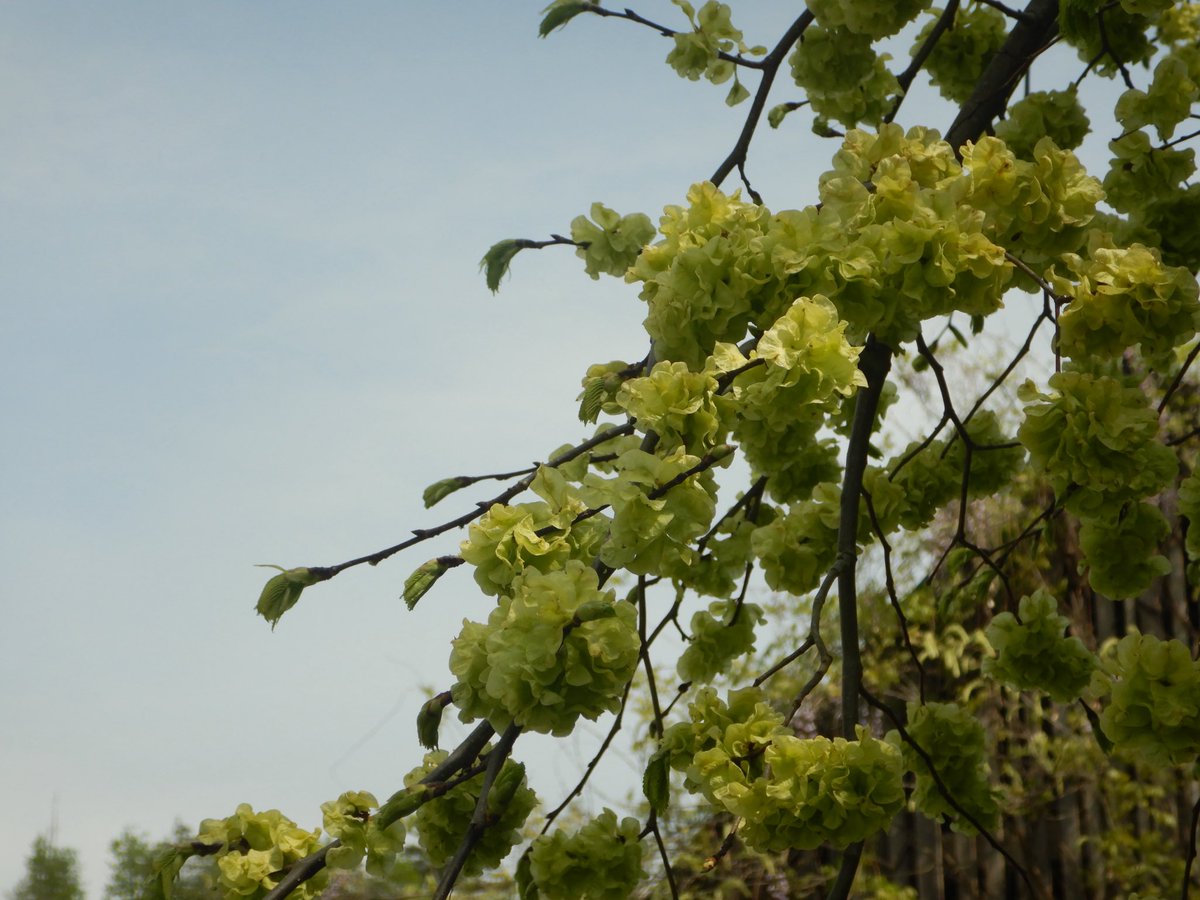 두마출 tweet media