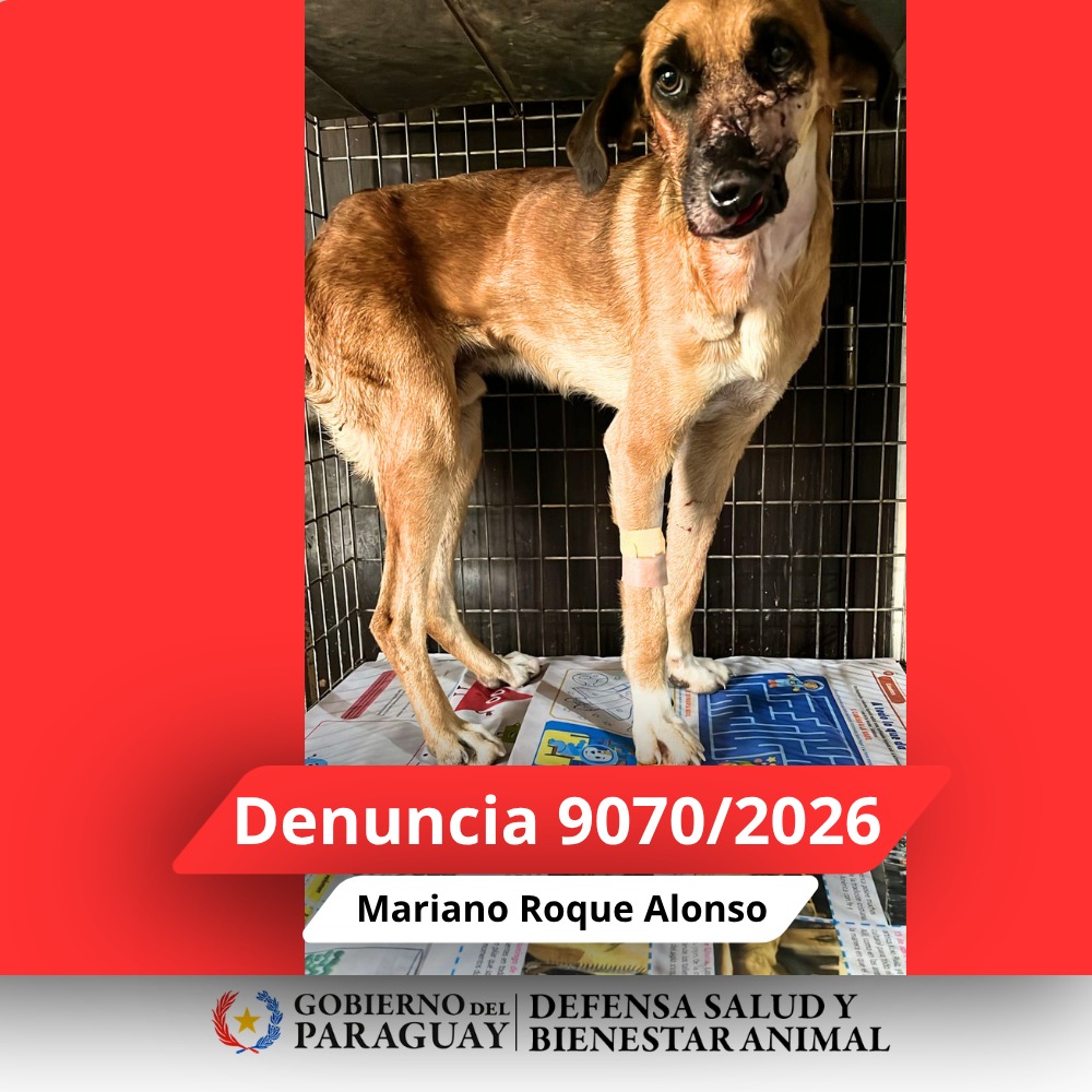 Dirección Nacional de Defensa Animal tweet media