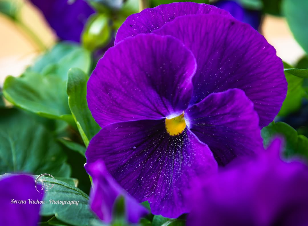 SerenaVachon's tweet image. Purple beauty! #Purple #flowers #flowerphotography #FlowersOfX #nature #NaturePhotography