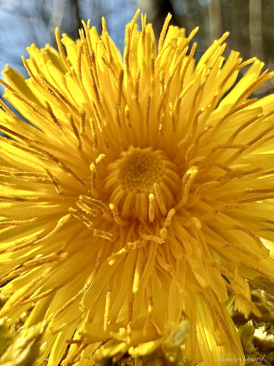 Mandy Simard tweet media