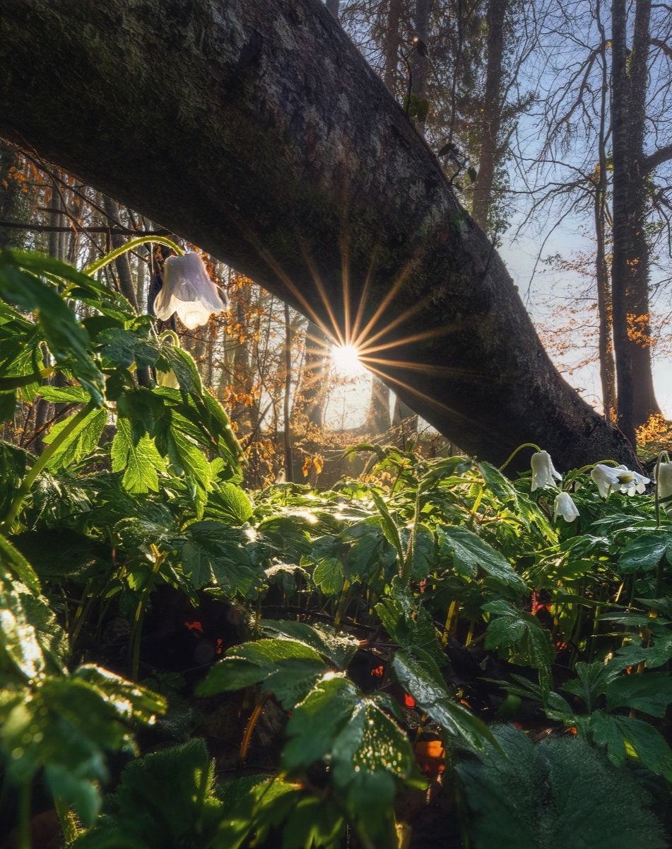 Schoenberger_K's tweet image. Forest Spring
Upper Bavaria, Germany 

#landscapephotography #landschaftsfotografie #spring
