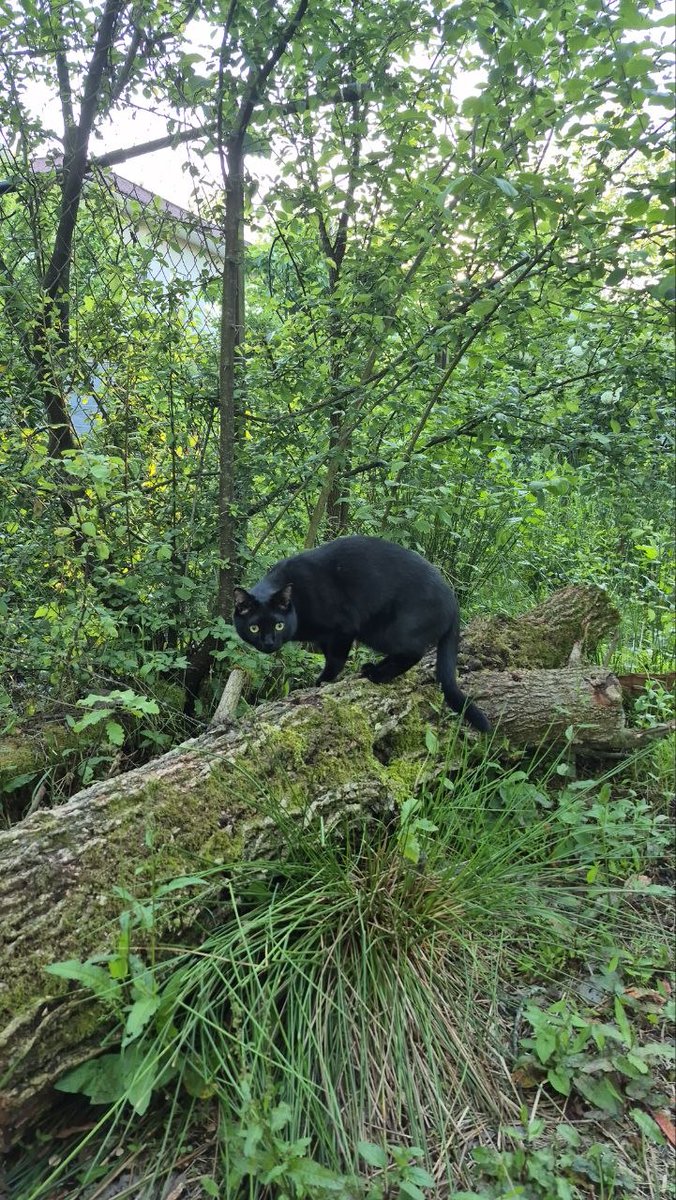 🇮🇷 پدرِ هانیکو tweet media