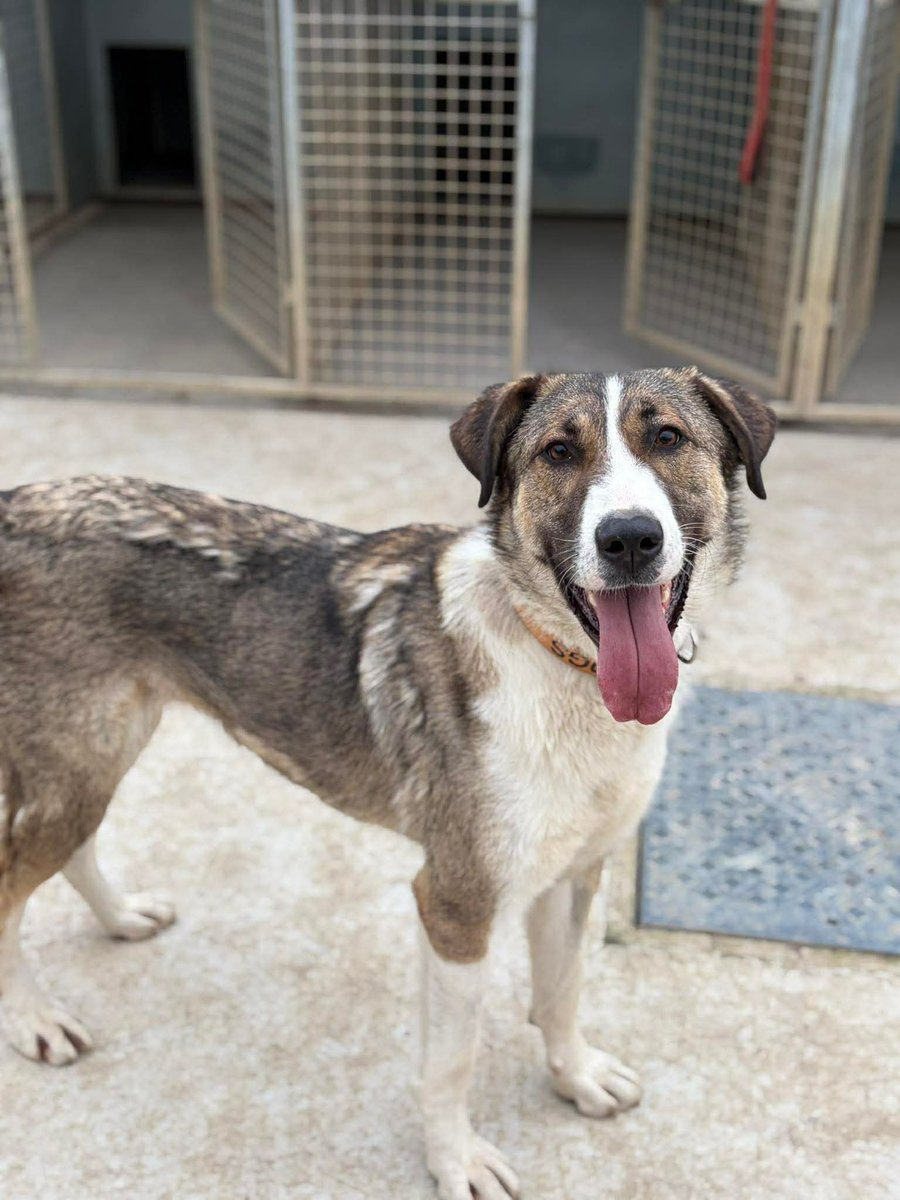 rescuedoggypaws's tweet image. Meet BLANCA – a tall, stunning 2-year-old with a BIG personality.  She absolutely loves human company and is happiest when she’s out exploring, playing, or soaking up attention. 
amiciidogrescue.org.uk/adopt-a-dog
ADOPT FEE: £350
#Worcestershire #TongueOutTuesday #Birmingham
#Leicestershire