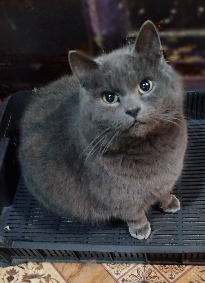 Кот Шурик из Беловежской пущи и его большая семья tweet media