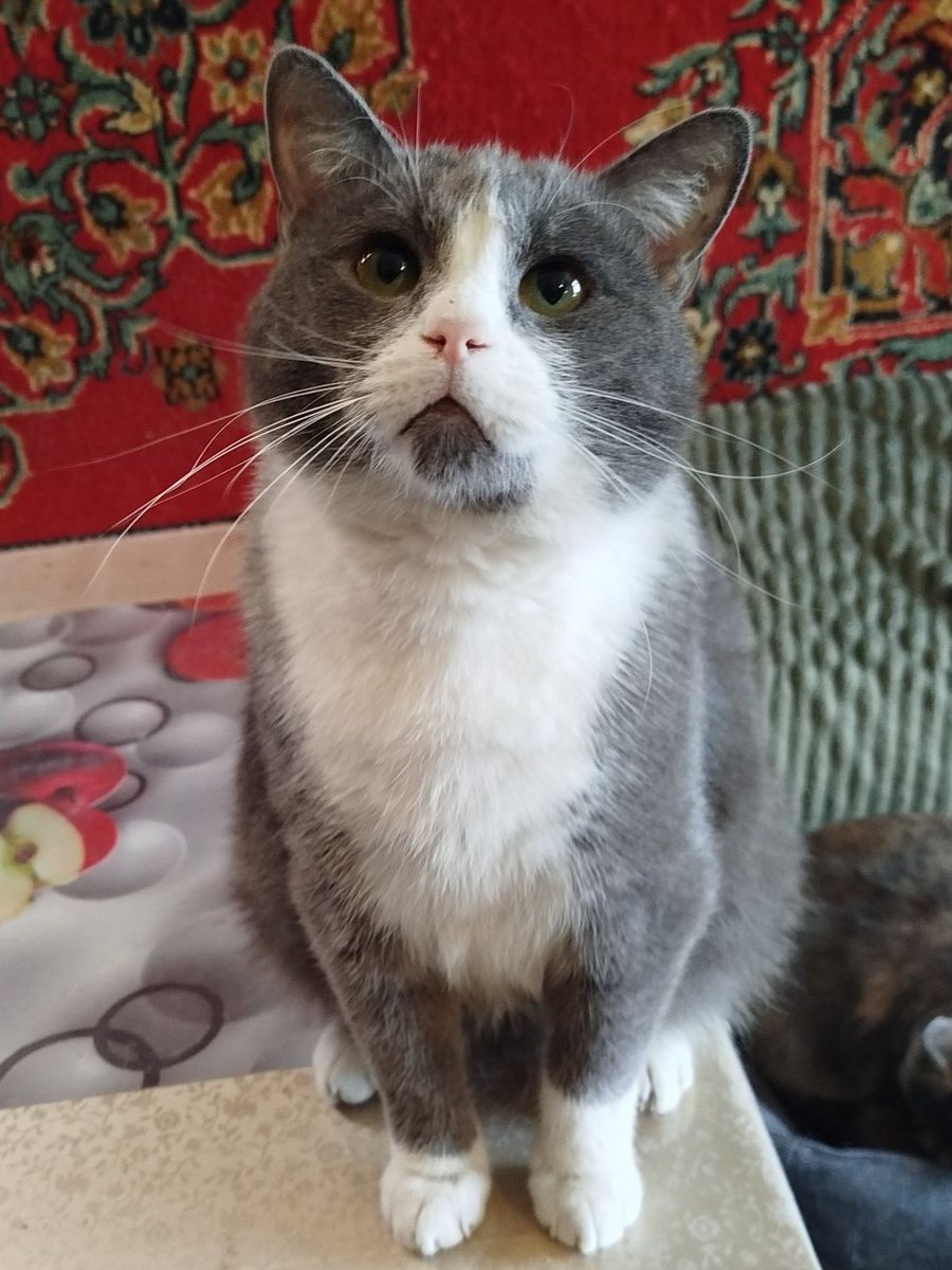 Кот Шурик из Беловежской пущи и его большая семья tweet media