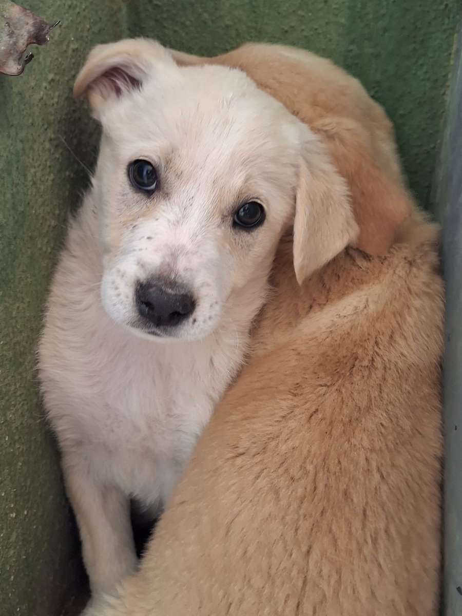 GretaFanti's tweet photo. 🆘️URGENTE: 7 cuccioli rischiano la vita in un box a Caserta! Solo 2 mesi, futura taglia media. Sono fragili e cercano casa disperatamente. Non comprate, ADOTTATE! 
Arrivano in tutto il Centro-Nord
☎️ WA: 348 322 5213 (Linda)
RT per favore! 🙏💔
#Caserta #Adozione #Cuccioli #SOS https://t.co/RVQrxw3awA