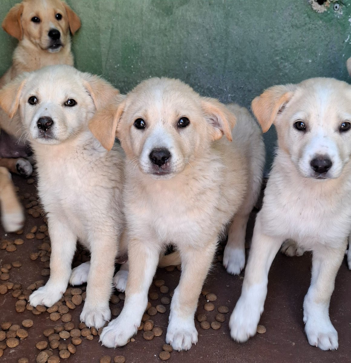 GretaFanti's tweet photo. 🆘️URGENTE: 7 cuccioli rischiano la vita in un box a Caserta! Solo 2 mesi, futura taglia media. Sono fragili e cercano casa disperatamente. Non comprate, ADOTTATE! 
Arrivano in tutto il Centro-Nord
☎️ WA: 348 322 5213 (Linda)
RT per favore! 🙏💔
#Caserta #Adozione #Cuccioli #SOS https://t.co/RVQrxw3awA