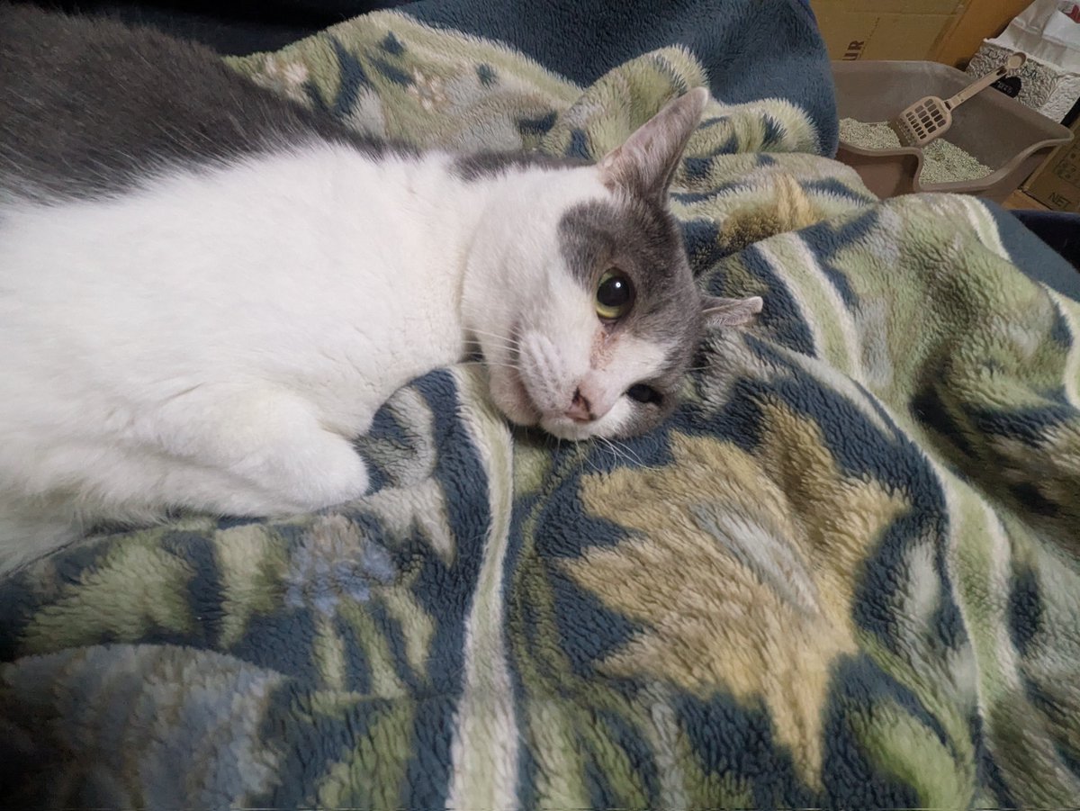 sunsetpig218's tweet photo. #猫かわいい
撫でられ待ちの体制 https://t.co/5jTudc8nwV