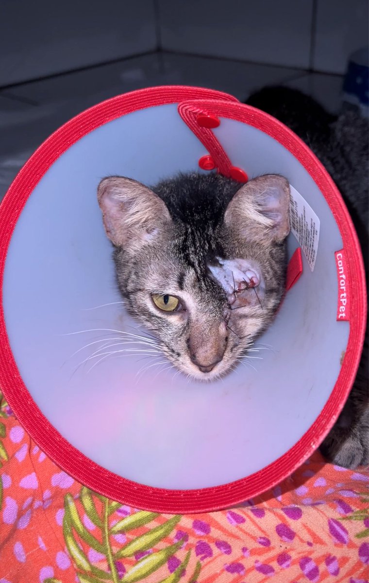 Gatinhos da Di 🐈 Abrigo Davi tweet media