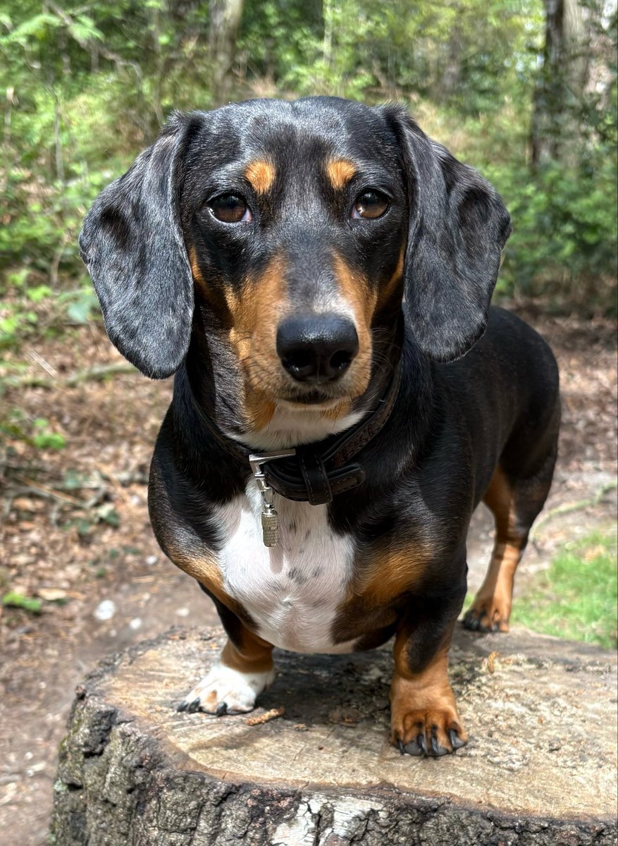 Howell__Steven's tweet photo. Dogs looking a bit serious, think it may be the squirrels waving their nuts at her! https://t.co/uS1SHggH3L