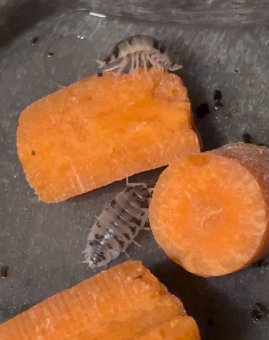 🪶 𒉭 Ethical Scientist 𓆣 ⚰️ tweet media