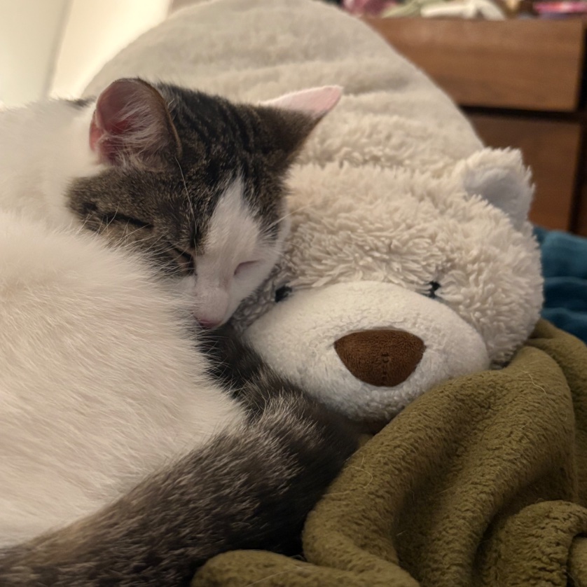 amy, esq. tweet media