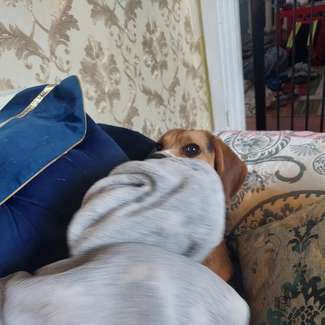 Battle Beagle tweet media