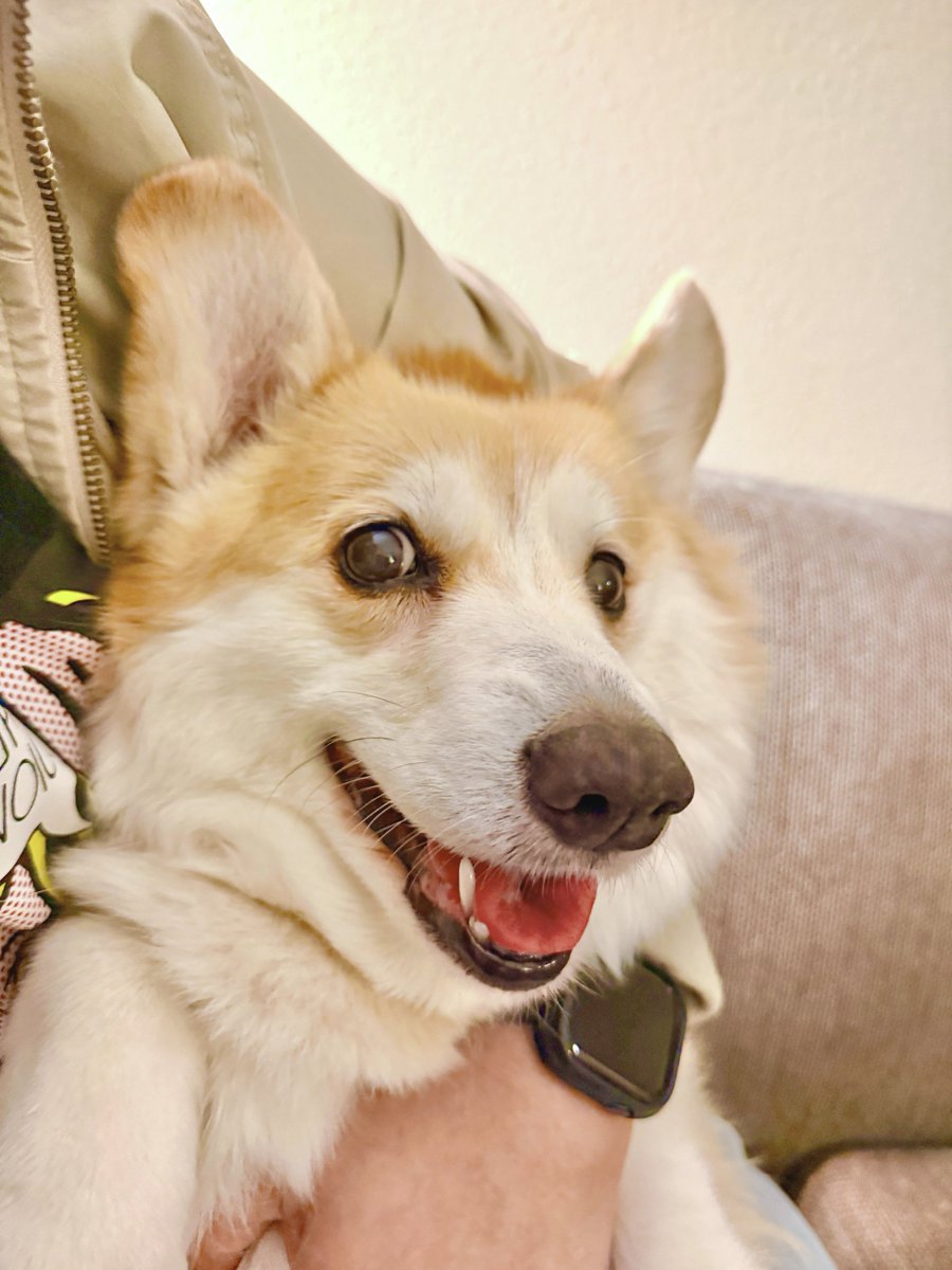 LiloTheCorgi's tweet image. Happy Tongue Out Tuesday! 👅 I’ve been getting extra snugs lately from the human… I don’t hate it. I think they’re trying to fit in as many as possible. Reminder to always share love while you can, the world needs more of it ❤️ #corgi #corgicrew