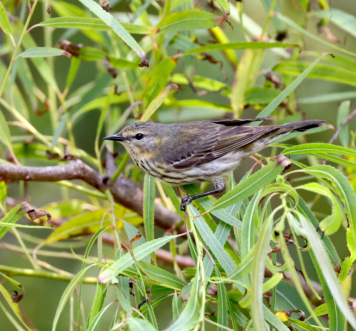 RubeSA47's tweet image. Female Cape May Warbler at the Willows yesterday near #PortAransasTX. Drab compared to the adult males, but still nice to see. #Migration #Birds #Nature