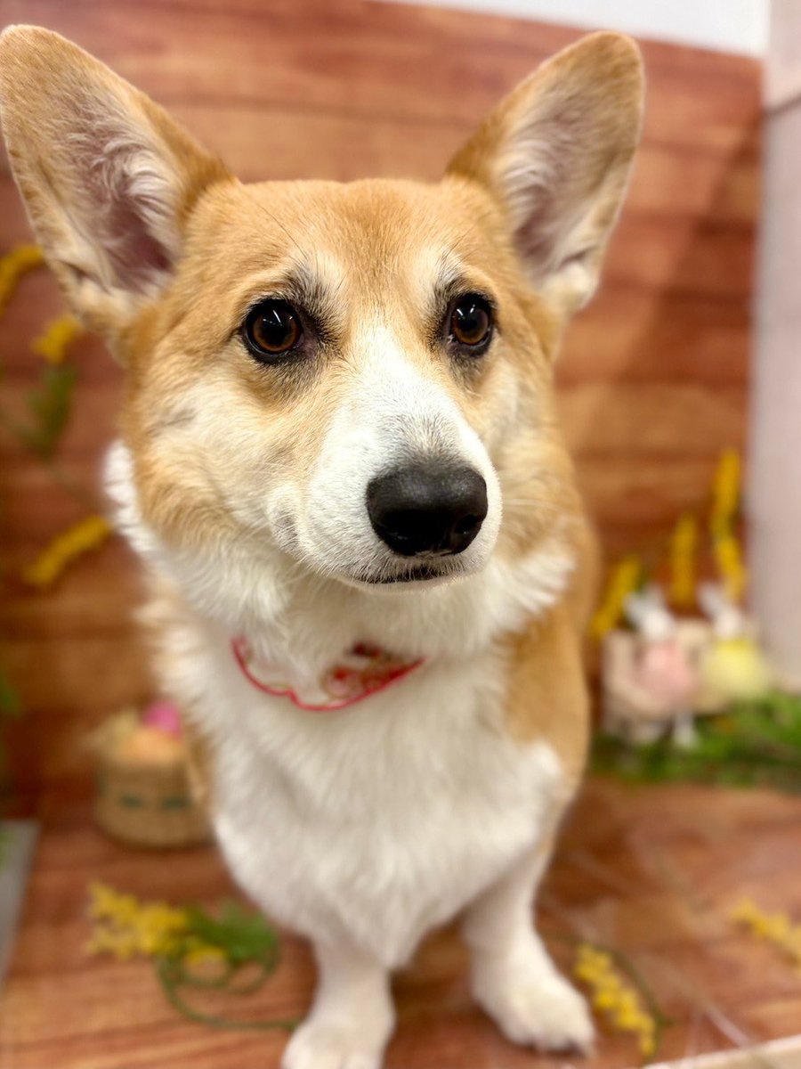 Nabi_and_Aru's tweet image. 今日はトリミングでした #コーギー #corgi