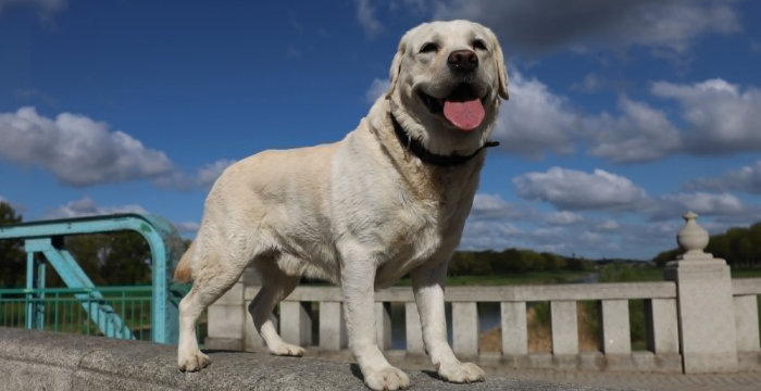 adopcje labradorów tweet media