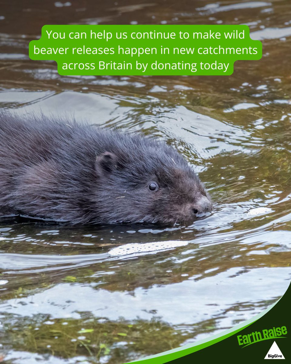 BeaverTrust's tweet photo. Less than 24 hours left! Donate today and your gift is doubled:

⥤ Twice the beavers
⥤ Twice the biodiversity
⥤ Twice the natural flood defence
⥤ Twice the impact for climate resilience

Match funding ends at midday tomorrow, please donate now 👇
https://t.co/8b1hlWBSDf https://t.co/yG09UxPB6A