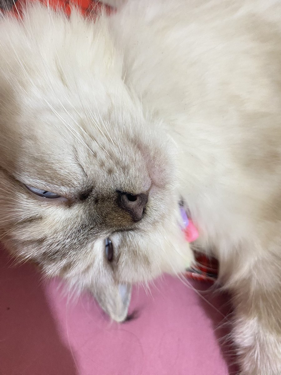 RooRoo🐾 𖾕𖾝꙼ᩚ𛲕𖾟 tweet media