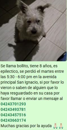 PerroUsuario Wof '•' tweet media