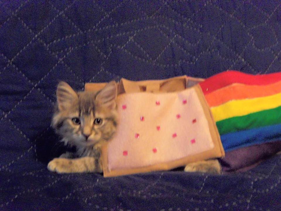 Nyan Cat tweet media