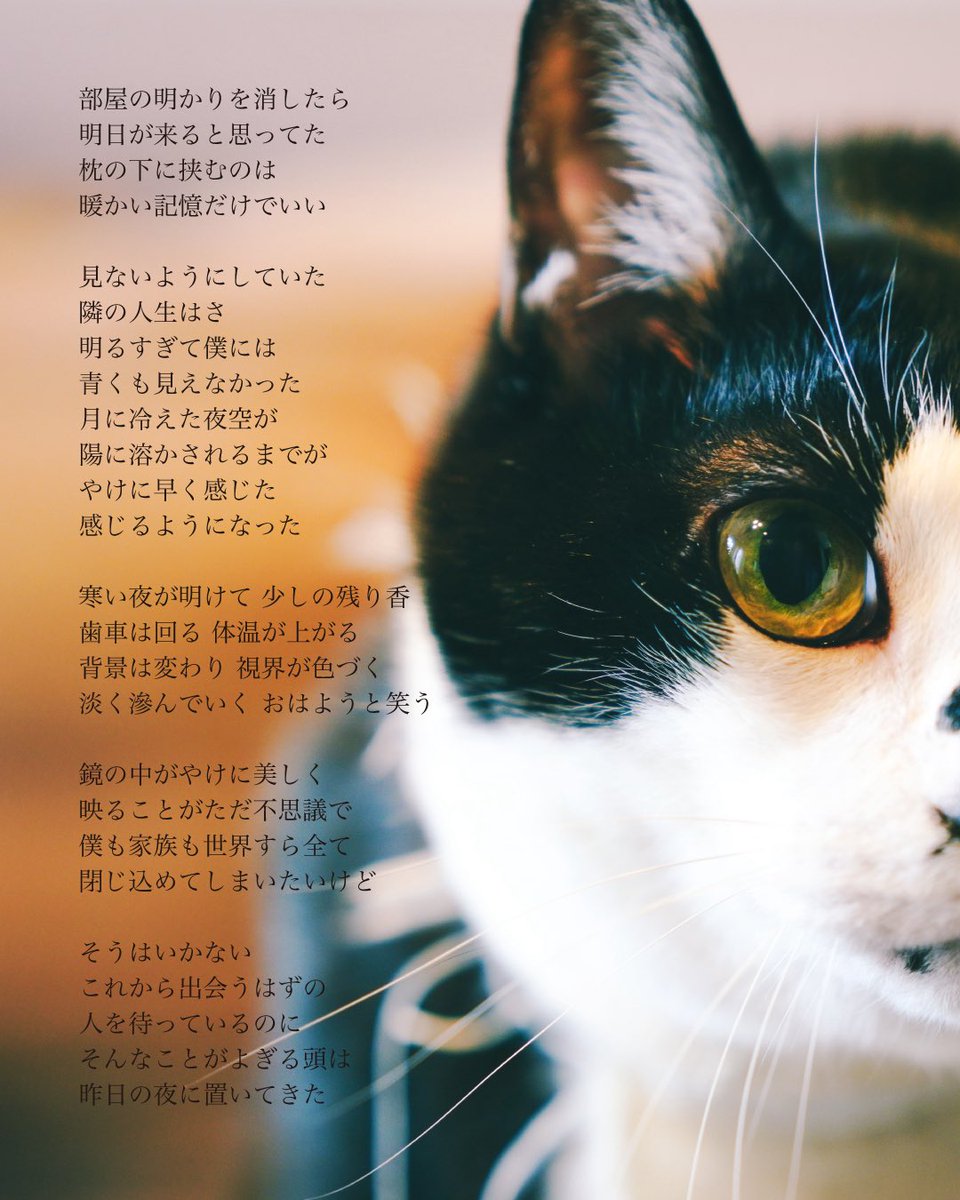 めっちゃ美人 tweet media