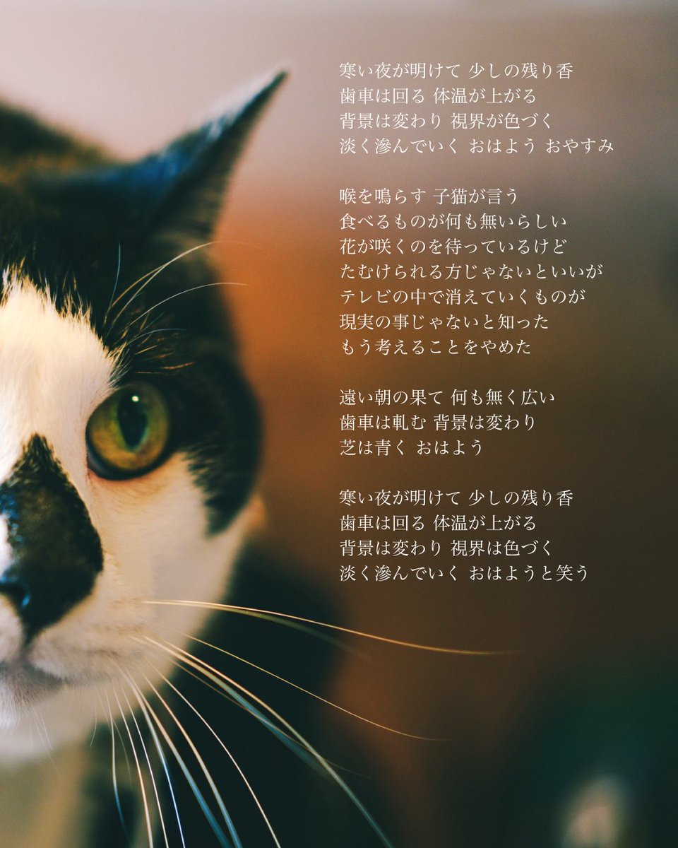 めっちゃ美人 tweet media