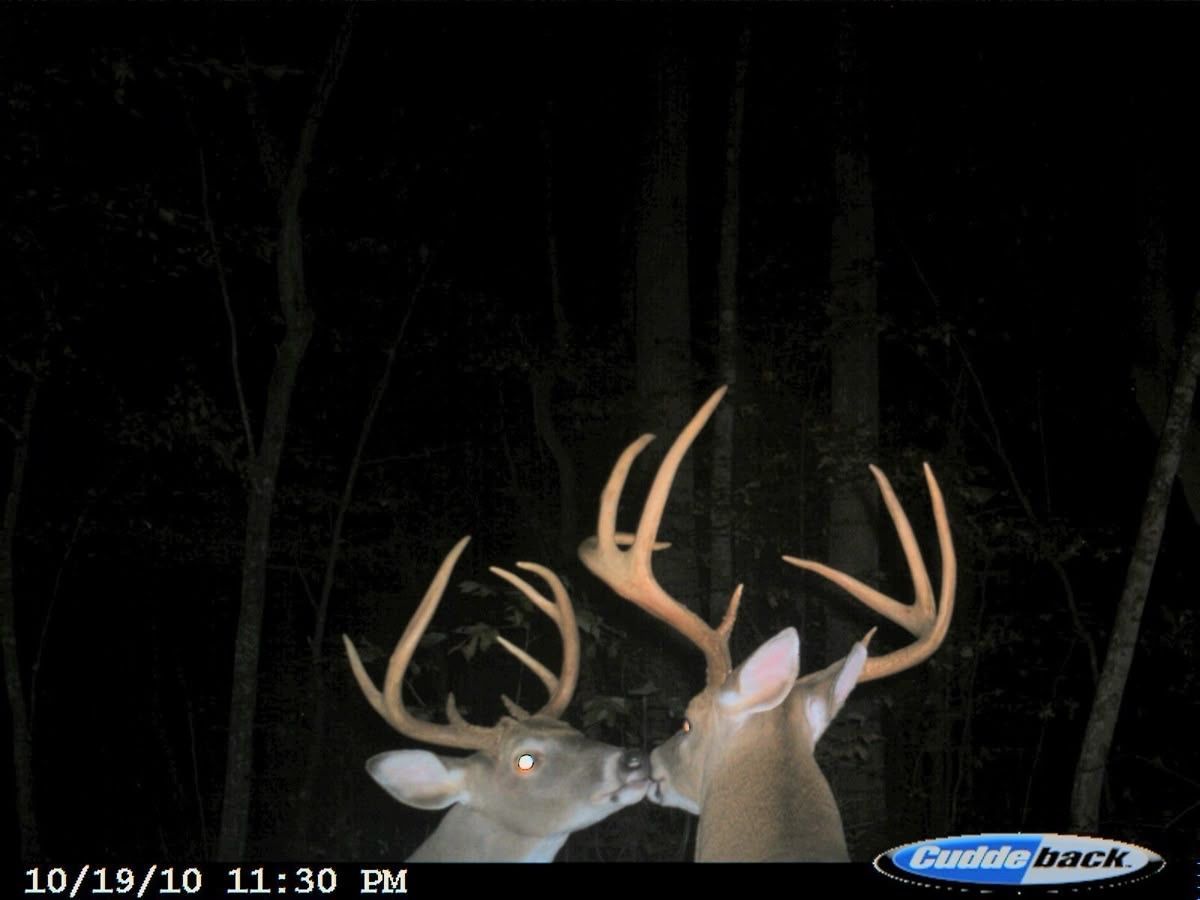 what if we were deer and were kissing and were both boys