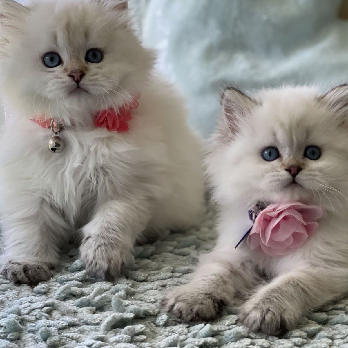 Scottish Cat Cattery "CAT SHALOM" tweet media