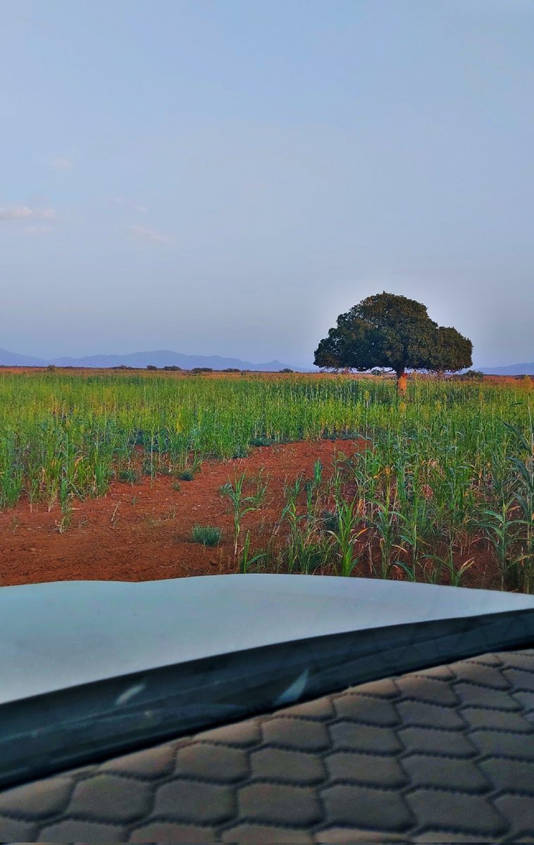 أبو خالد tweet media