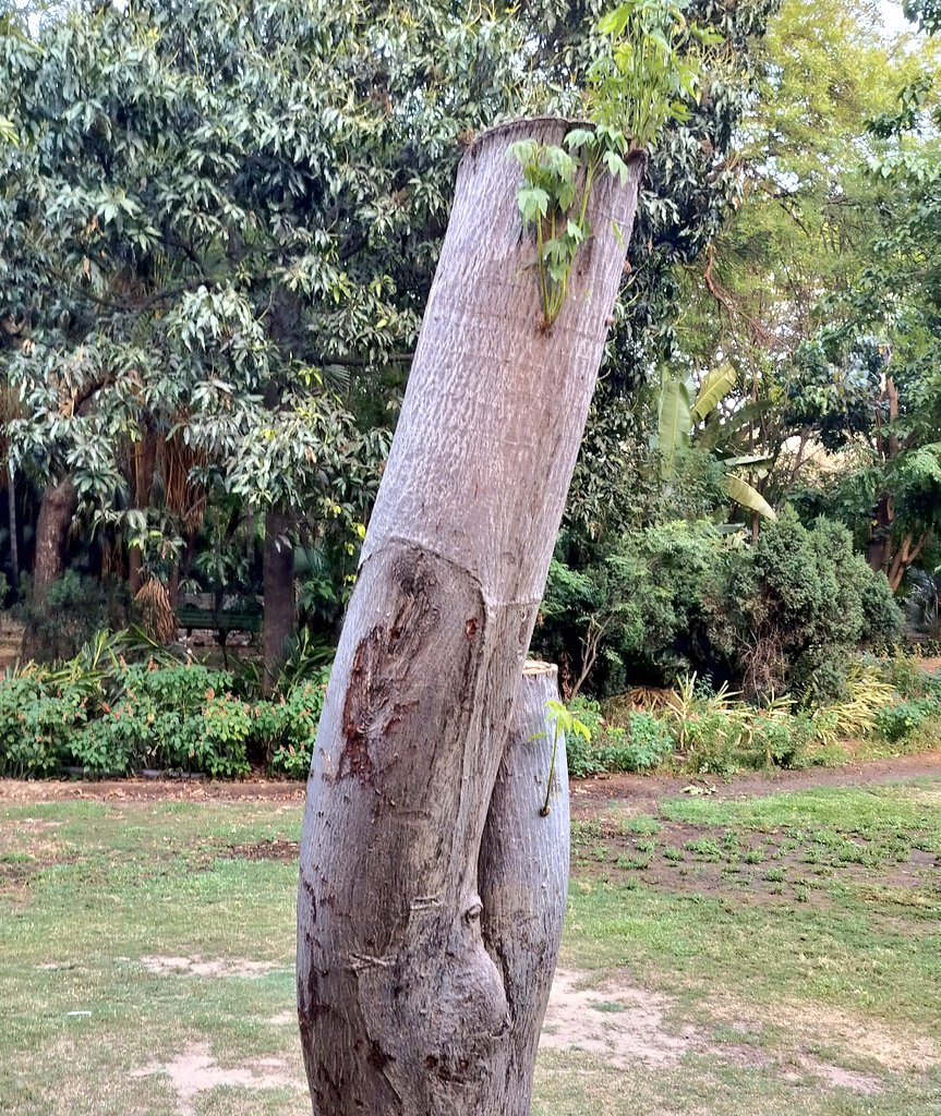 DelhiTrees tweet media
