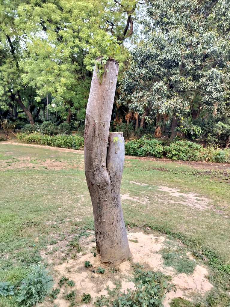 DelhiTrees tweet media