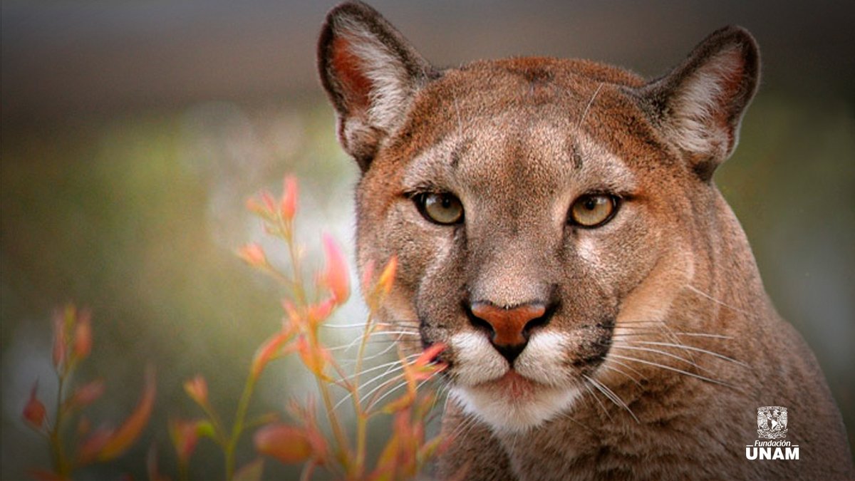 Fundacion_UNAM's tweet image. Que este nuevo día los impulse a avanzar con fuerza #Pumas. 🌟💪 ¡Lindo día! 🌅