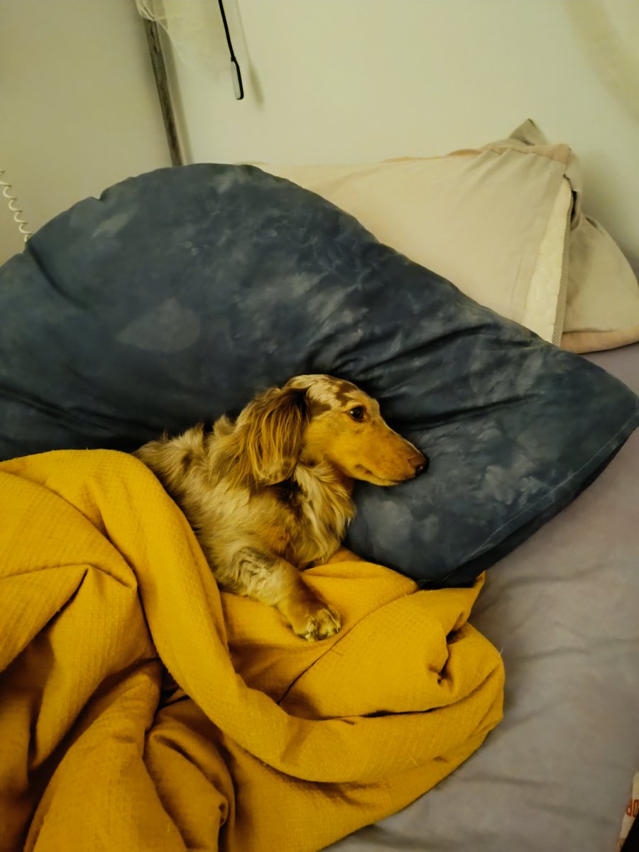 cecithepleb tweet media