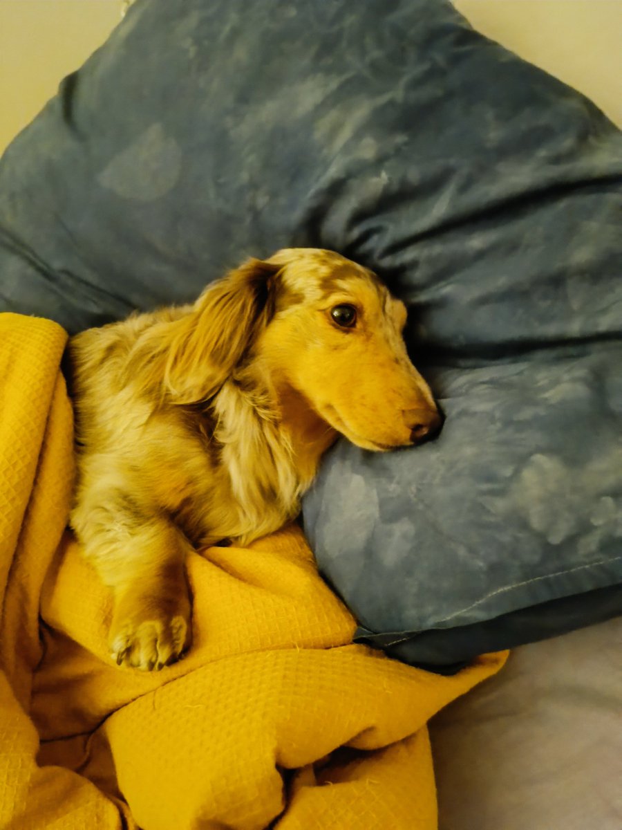 cecithepleb tweet media