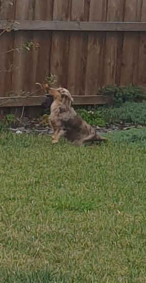 cecithepleb tweet media