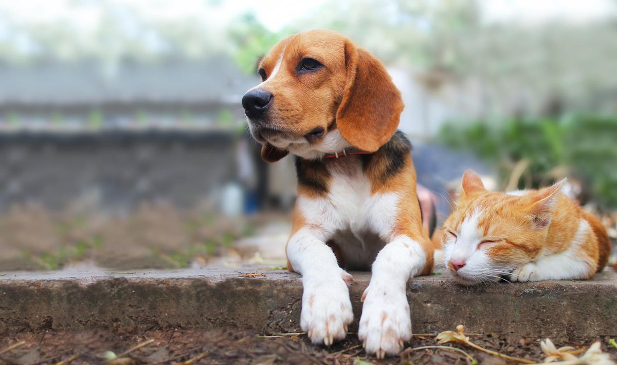 MBGovAg's tweet image. #DYK Animial welfare concerns are not the same as animal control by-law matters? Barking dog complaints fall under animal control, while animals lacking food or water are welfare concerns. To find out how to report animal welfare concerns properly, visit bit.ly/4d69HaX.