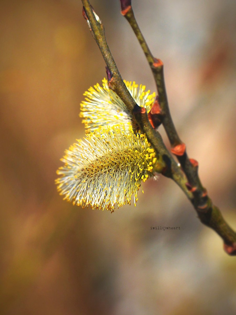 iwillowheart's tweet image. Everything begins anew  ˖᯽ ݁˖
#naturephotography
#macrophotography  
#spring #blossoms